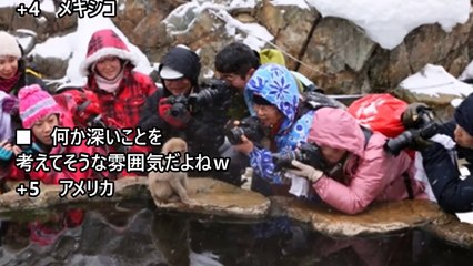 【海外の反応】「温泉に入る野生のサル」が外国人観光客に大人気！温泉につかるニホンザルにハマる外国人続出！日本の猿の姿にホッコリ「超もふもふしたい！」「ニホンザル愛」【日本観光】