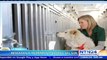 Rescatan a 46 perros en Corea del Sur que serían utilizados para el consumo humano