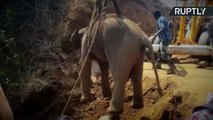 Elephant Calf Rescued from Bottom of 70-Foot Well