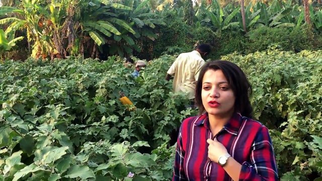 Brinjal curry Recipe | Village style brinjal | Vaal vangi bhaji | How to make World best brinjal curry | Country style