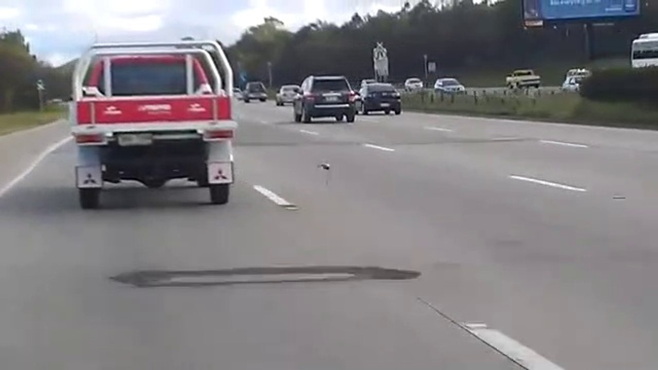Ce pigeon fait la course avec une voiture sur l'autoroute
