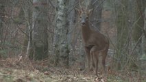 Les secrets de la vie du Chevreuil dans l'Ain