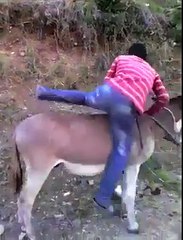 Funny Video Donkey Startup