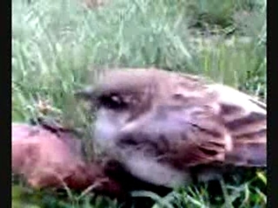 Petit oiseau