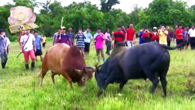 nyuj sib nraus haib thiab keej kaws kaws li