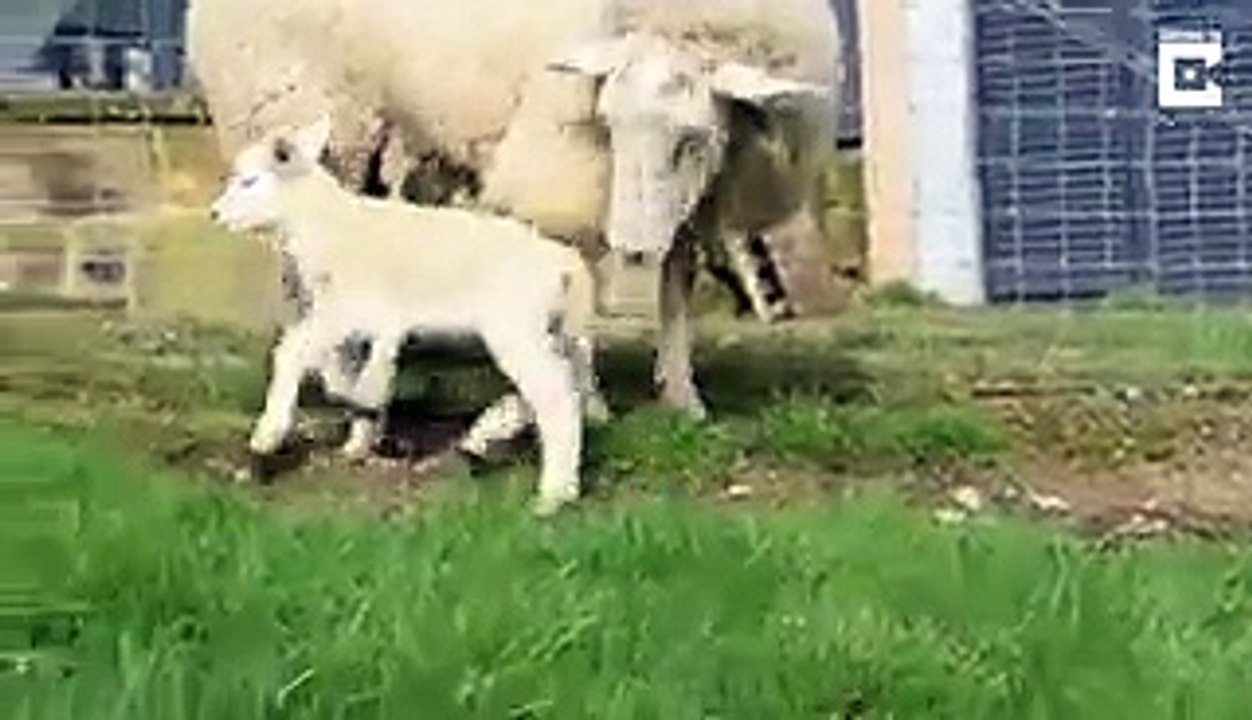 Une brebis met au monde un agneau avec 5 pattes !