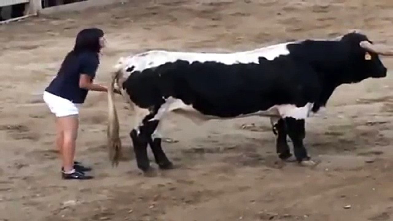 Rapariga toureia touro de forma pacífica ao massajar os “tomates” do animal