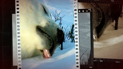 Wapusk National Park Tour