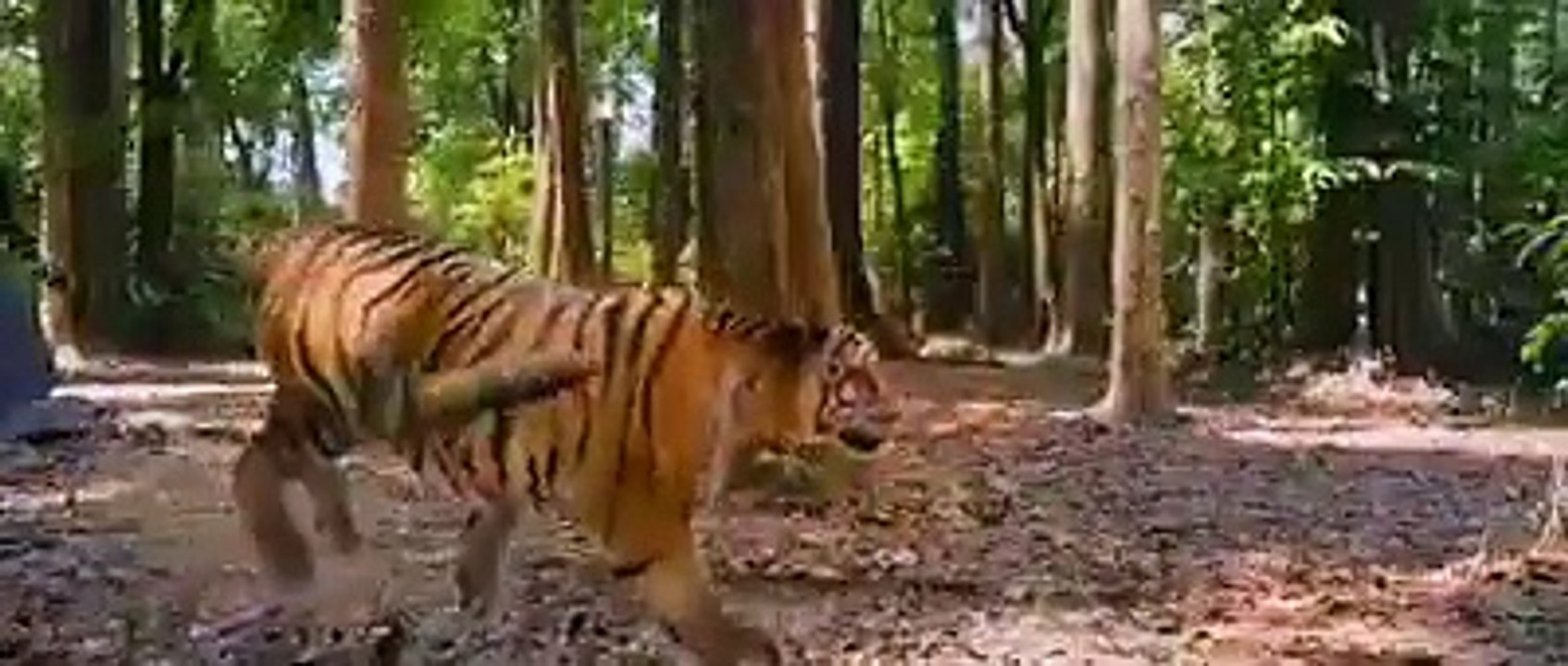 how to save his father tiger attack