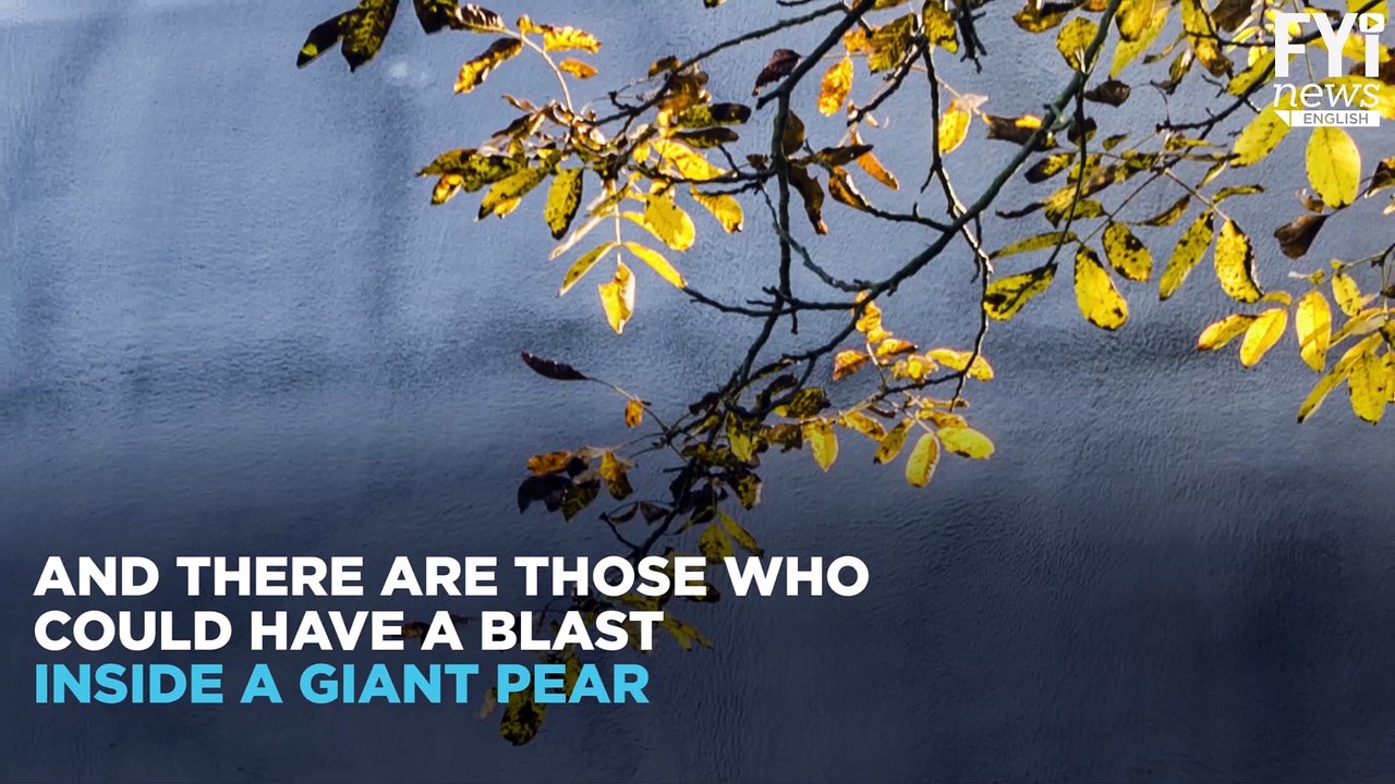 Live In A Giant Pear