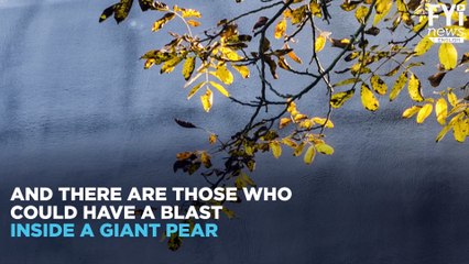 Live In A Giant Pear