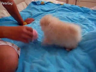 Cute Female Cream Pomeranian Puppy Playing 8 Weeks