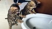 Deux chatons léopard jouent avec un jet d'eau ! Adorable !!