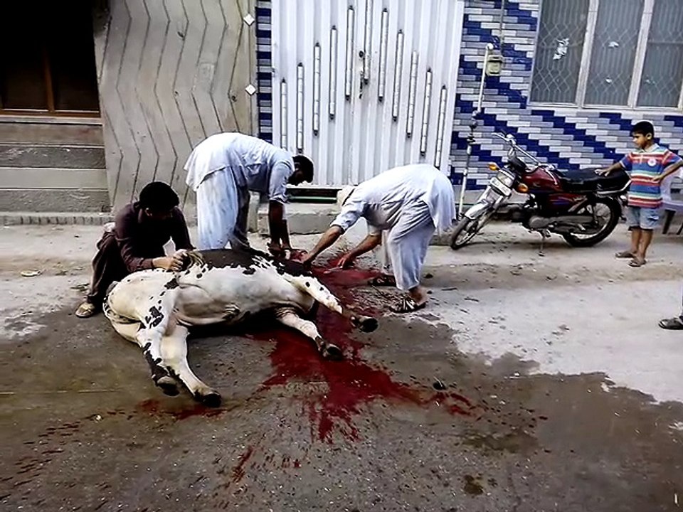 Angry Cow Qurbani