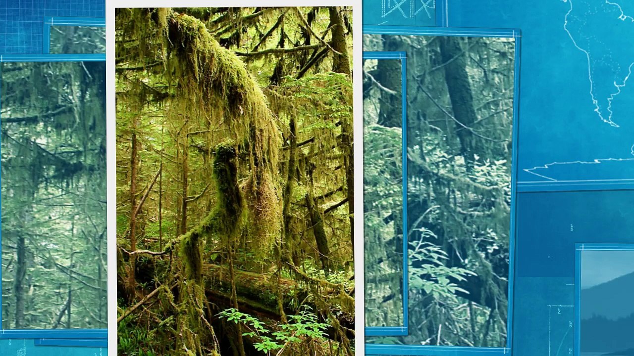 Pacific Rim National Park Reserve Tour