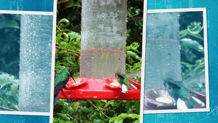 Monteverde Cloud Forest Reserve Tour