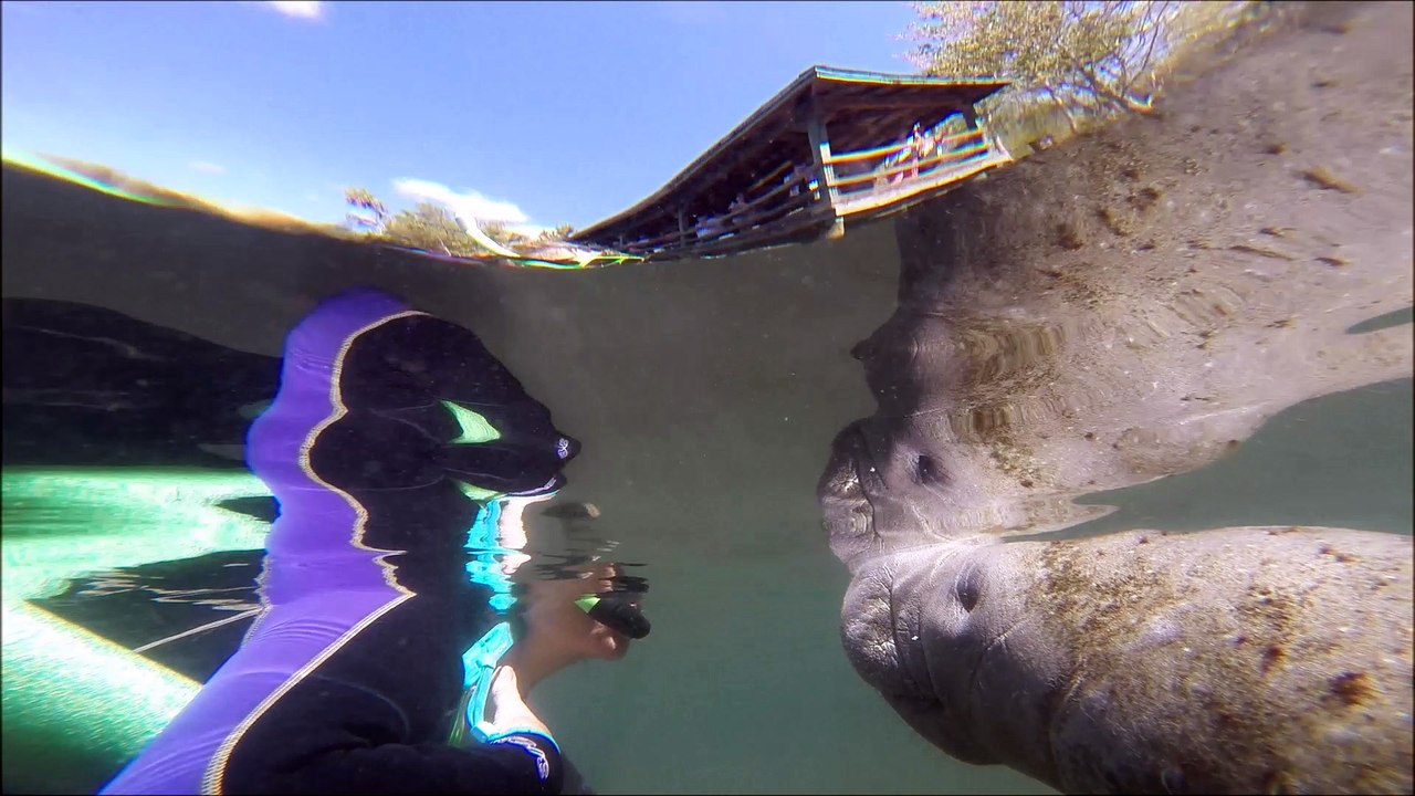 BEST OF THE MANATEES LONG VERSION