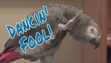 Einstein Parrot is a dancing fool!