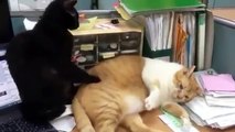 Funny Cats Compilation [Must See] Funny Cat Videos Ever - YouTube