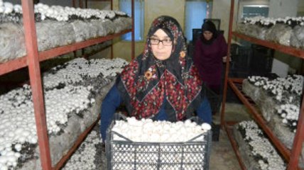 4 Çocuk Annesi Mantar Üretimi Yaparak 5 Kadını İş Sahibi Yaptı