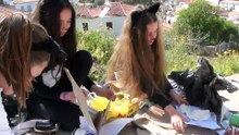 The Cats of Hydra