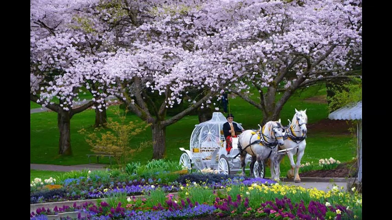 Vesna Zmijanac i Dino Merlin - Kad zamirisu jorgovani ...