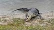 Alligator Eats Golf Ball on Florida Course