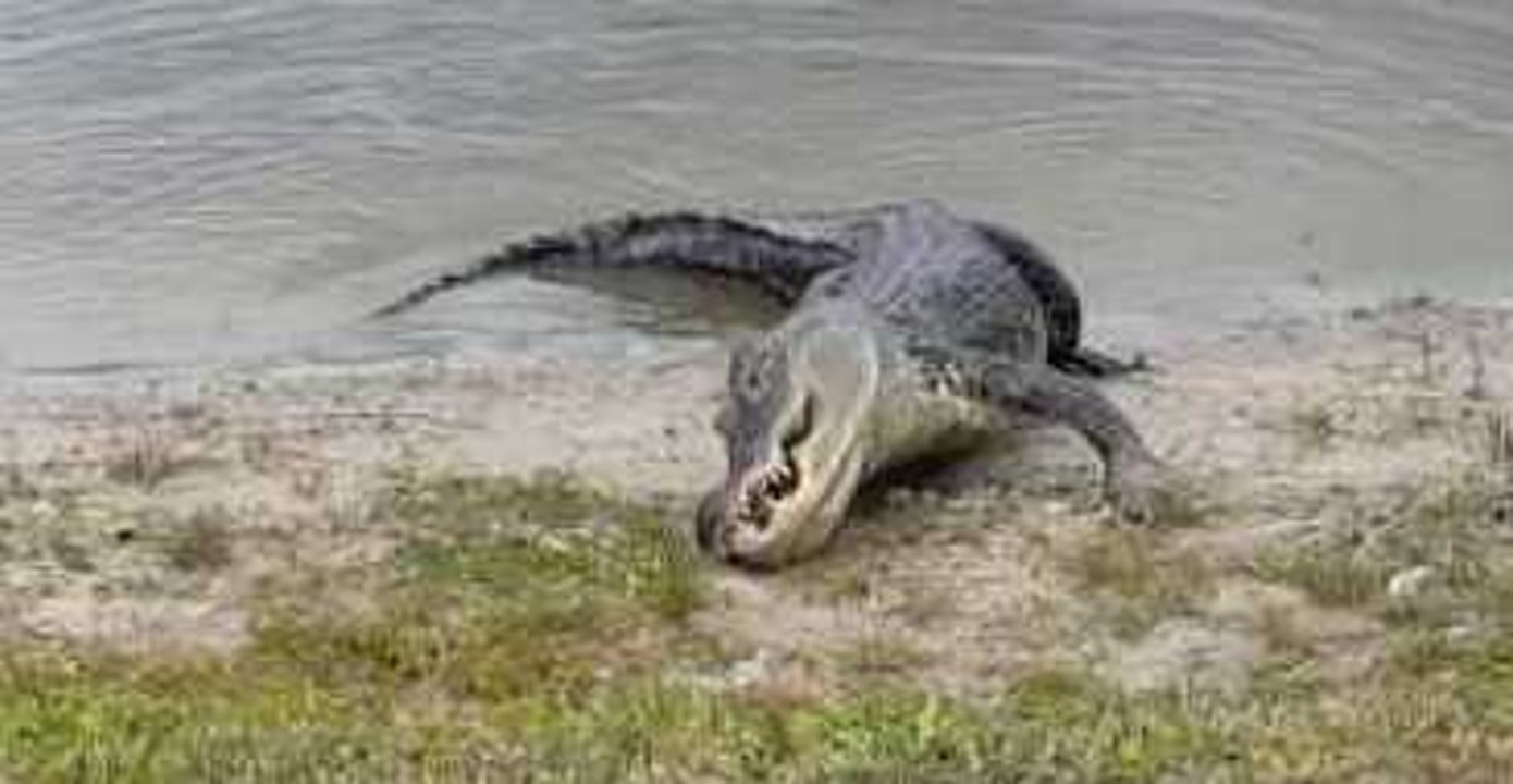 Alligator Eats Golf Ball on Florida Course