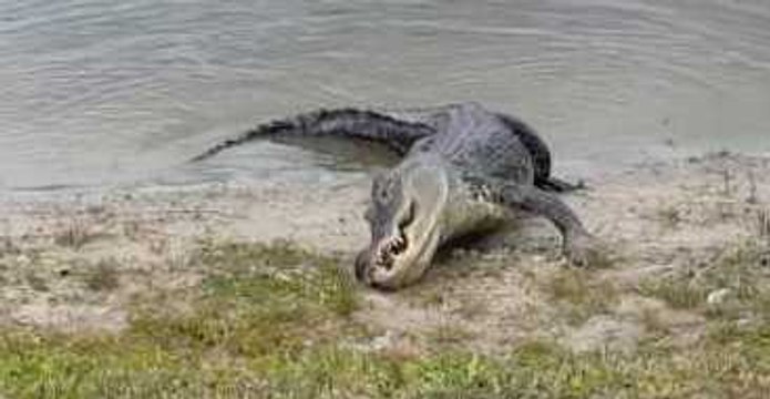 Alligator Eats Golf Ball on Florida Course