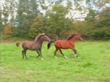 Les Chevaux arabes de Brocéliande
