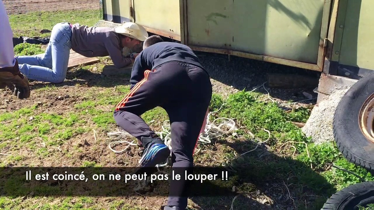 Cochonnette