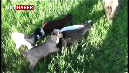 Beşiz oğlak yavruları ilgi odağı oldu