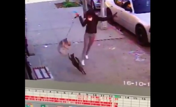 Quand une femme essaye de protéger son chien d'une attaque de chat.