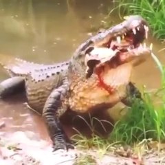 Casco de tartaruga vs a mordida de um crocodilo faminto