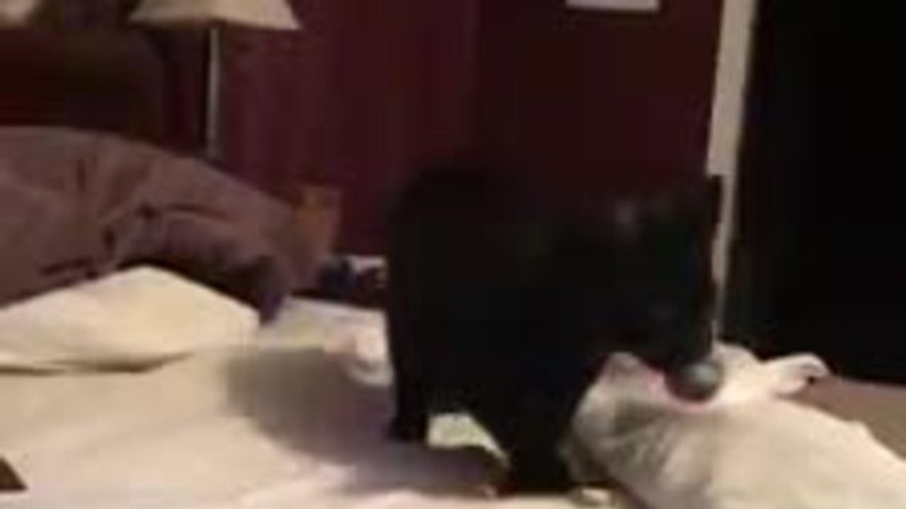 Kitten surprisingly efficient at playing fetch