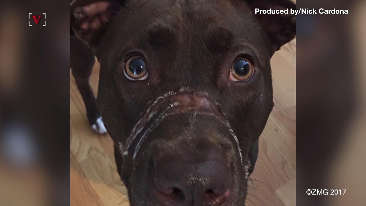 Man Sentenced For Taping His Dog's Mouth Shut With Electrical Tape