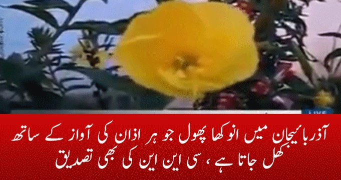 Azan Flower in Azerbaijan which Blooms with the Voice of Azan