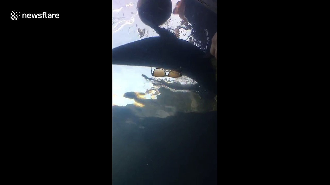 Seal steals man's sunglasses