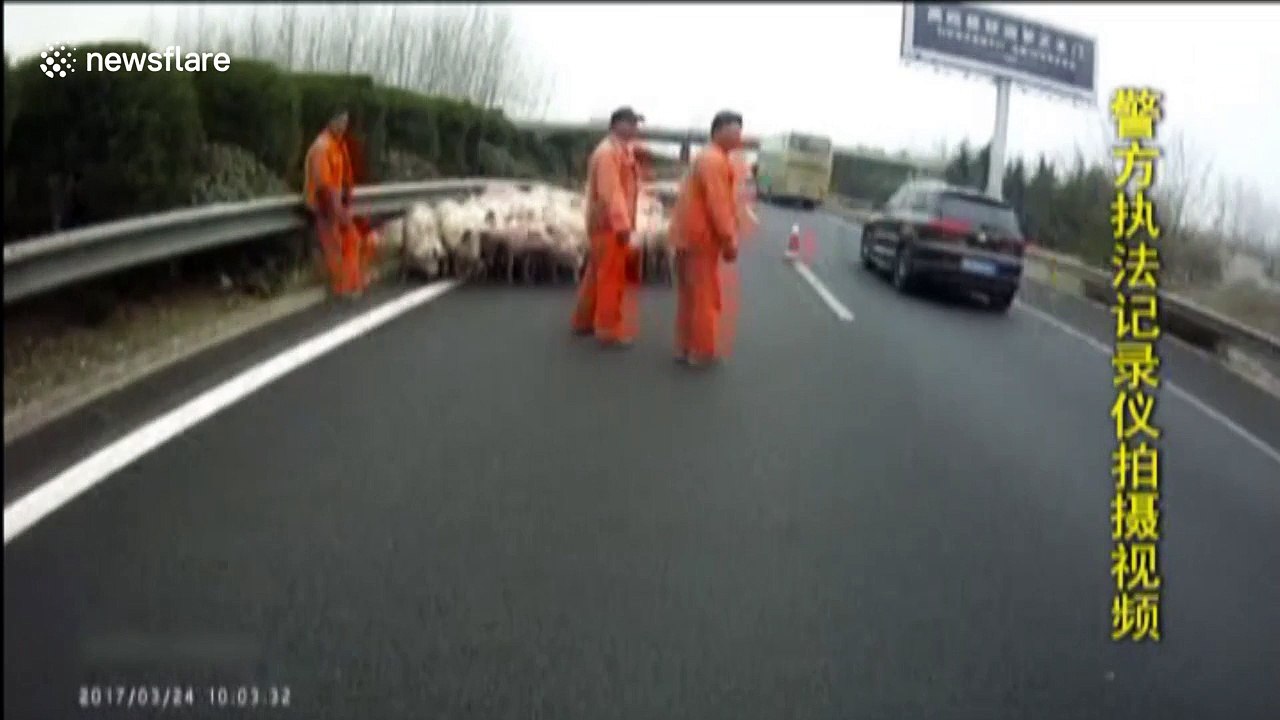 Dozens of pigs on motorway after falling off lorry during accident