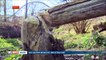Une famille de castors va être euthanasiée car elle menace la sécurité du parc d'attraction Walibi
