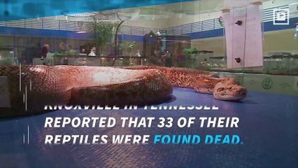 33 reptiles found dead at zoo; cause of death is a mystery