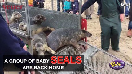 Baby Seals Returned Back to the Sea After Being Nursed Back to Health