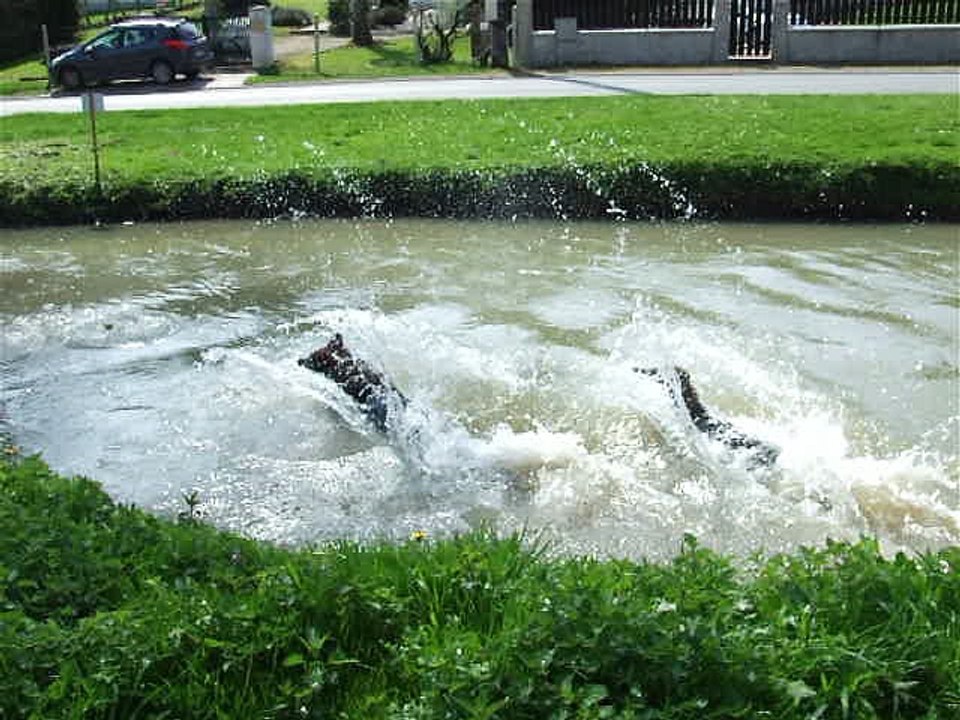 GOTHAN du Domaine de Kilorff avec IDYLLE du Val d'Auzon(lice de notre élevage) en mode baignade à Villemer(77) le 26/03/