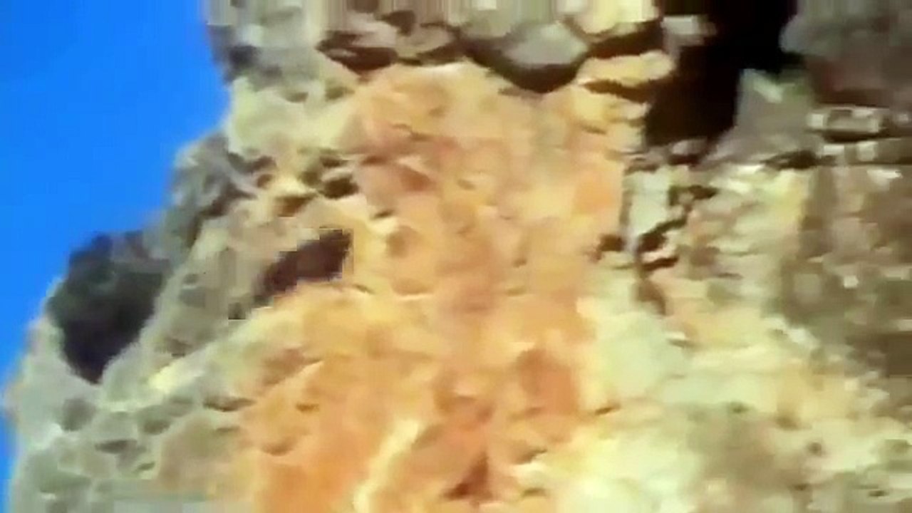 [MP4 360p] Trending and viral Animal Videos_ Eagle hunting deer an amazing way