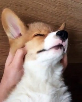 Ce chien kiffe son massage !