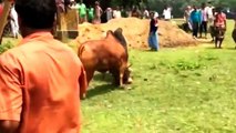 [MP4 720p] Very very Dangerous Bulls Fight video_ Best animal fights viral videos 2016 HD