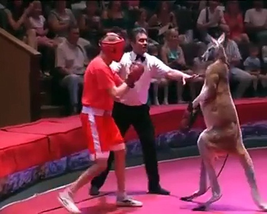 Kangaroo vs Human (Box Match)