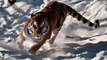 CUTE Siberian Tigers Take Down a DRONE!