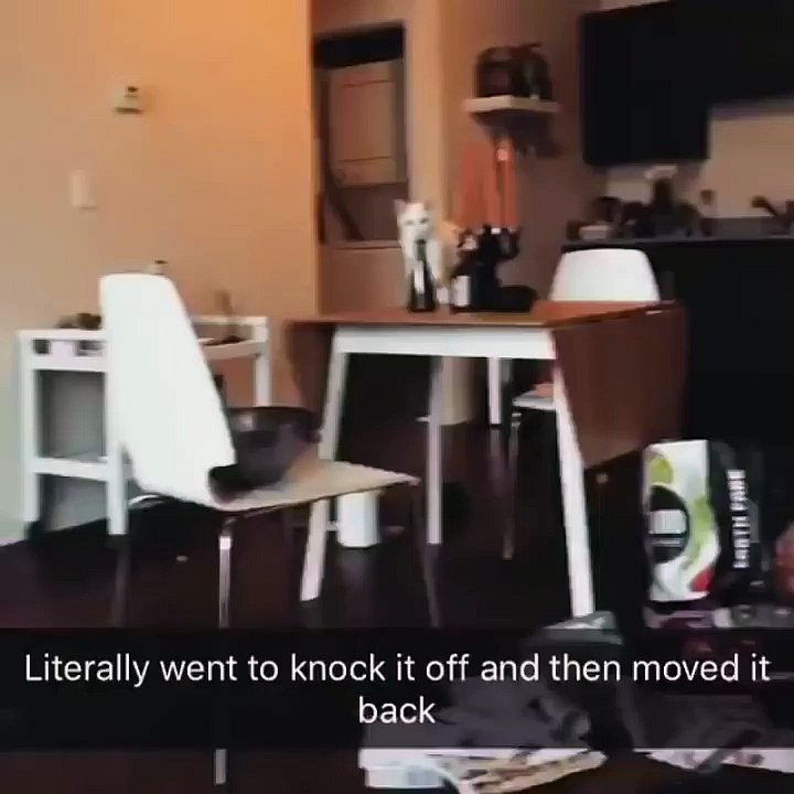 Cette chatte malicieuse et hilarante est prise sur le fait, et tente pourtant de faire comme s'il ne s'était rien passé