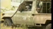 لاتغضب الفهد حتى لايفترسك